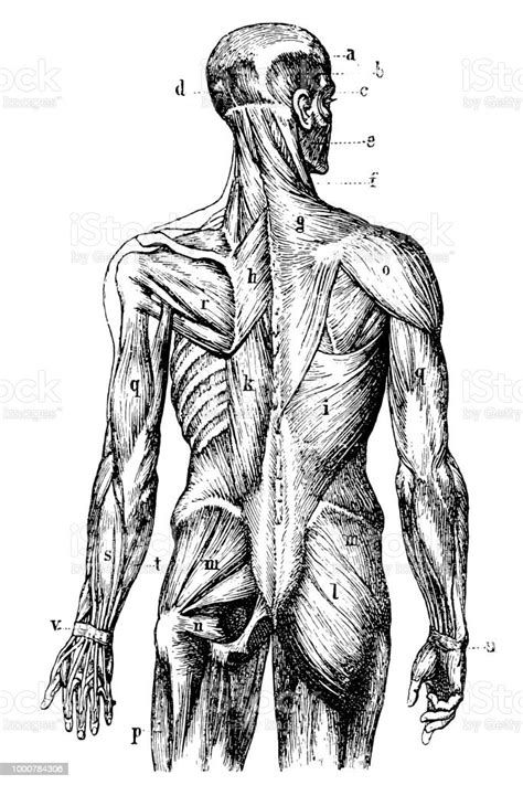 Human Back Muscles Stock Illustration Download Image Now The Human