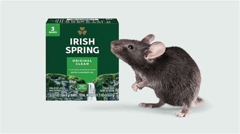 Does Irish Spring Soap Keep Mice Away Drivin Vibin