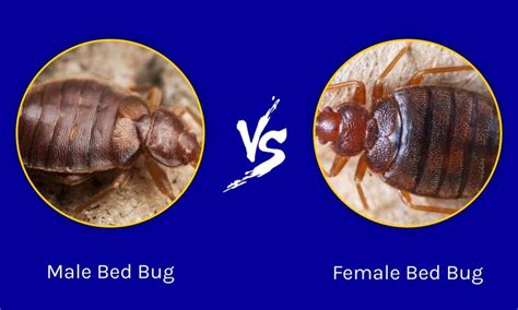 Male Vs Female Bed Bug What Are Their Differences A Z Animals