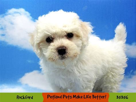 Bichon Frise Dog Female White 3390734 Petland Pets And Puppies Chicago