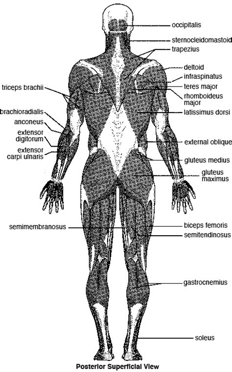 To see a muscular system picture from the anterior (front) view click here. Major Skeletal Muscles