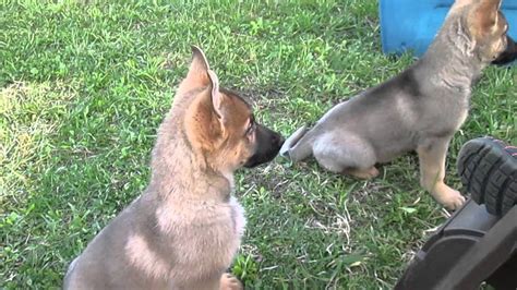 Pure Love Between A German Shepherd And A Little 6 Year Old Girl Youtube