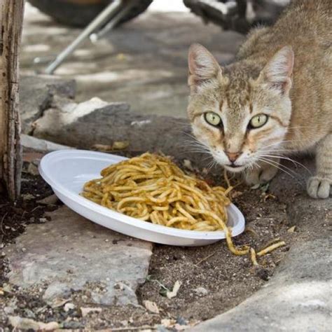 Rice is not on the aspca list of toxic foods, so it's safe if they have an occasional bite or two, but it shouldn't be a meal replacement as it. Can Cats Eat Rice