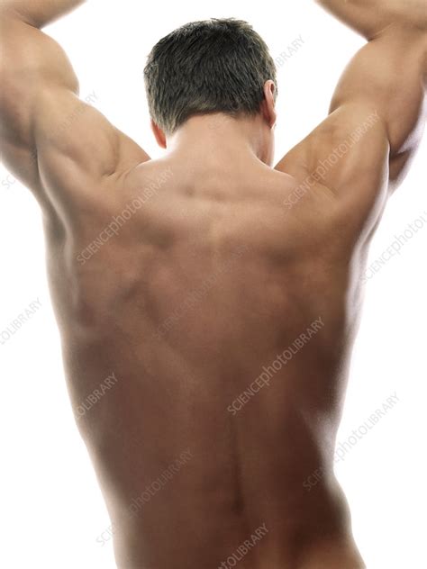 Male back - Stock Image - F001/2165 - Science Photo Library