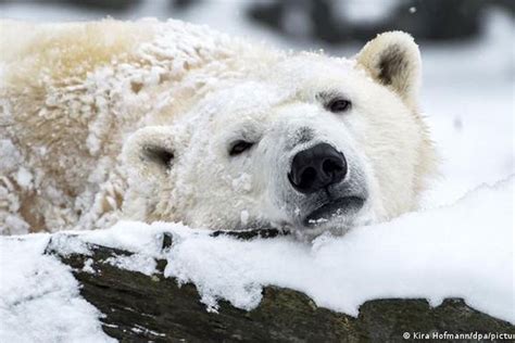 Top 10 sự thật thú vị về gấu Bắc Cực VietHow