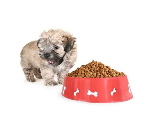 Naturally, your shih tzu puppy will have the most rapid growth rate from birth until around 6 months of age. Best Dog Food For Shih Tzu TOP 10 Puppies, Adults ...