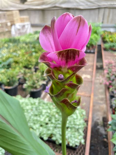Curcuma Alismatifolia Siam Tulip 6 Indoor Plant Tropical Plant