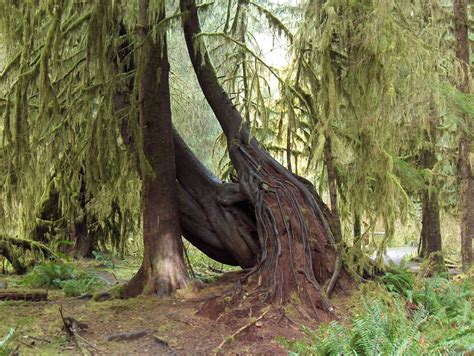 Olympic National Park One Of The Wildest Places Left In The Usa 36 Pics