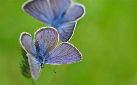 Mazarine Blue Butterfly Identification Life Cycle And Behavior