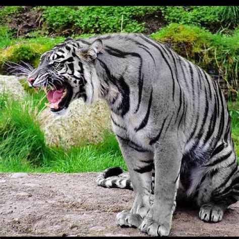 Grey Tiger Maltese Tiger Rare Animals Animals Beautiful