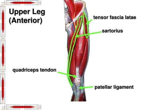 Where are the tendons in your upper legs : PPT - Hip & Lower Limb Muscles PowerPoint Presentation, free download - ID:2964776