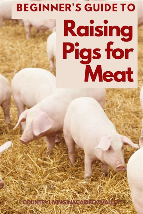 Raising And Butchering Pigs In 2023 Pig Raising Pigs Pig Farming