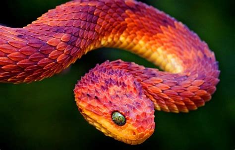 11 Most Beautiful Snakes In The World 2 Is My Favorite