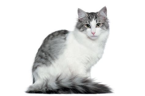 Lets Meet 5 Long Haired Cat Breeds Catster