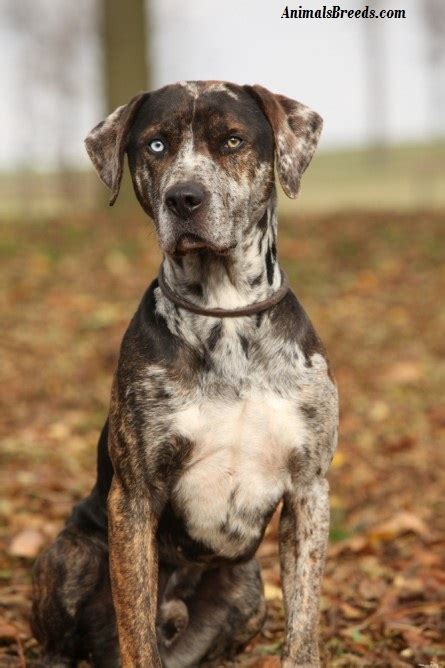 Catahoula Leopard Dog Puppies Rescue Pictures Information