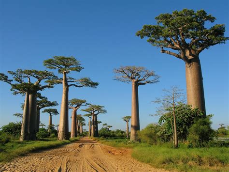 An Ode to the Baobab - WildArk Journal - Medium