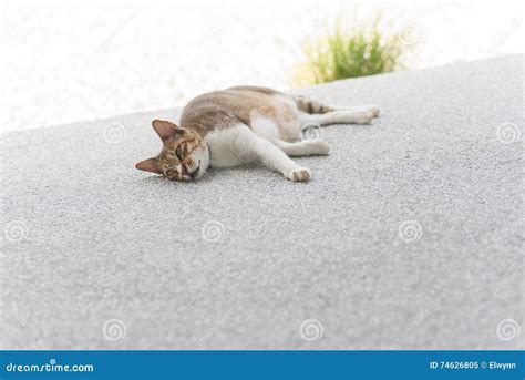 Cute Cat Sleep Stock Image Image Of Feline Household 74626805