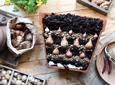 Planting Spring Bulbs In Pots And Containers Love The Garden