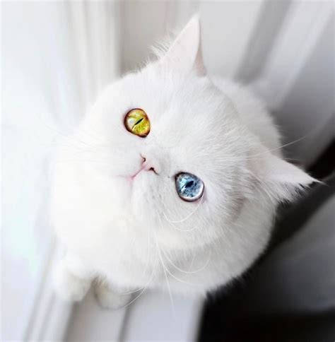 Kitten With Heterochromia Will Hypnotize You With Her Magical Eyes