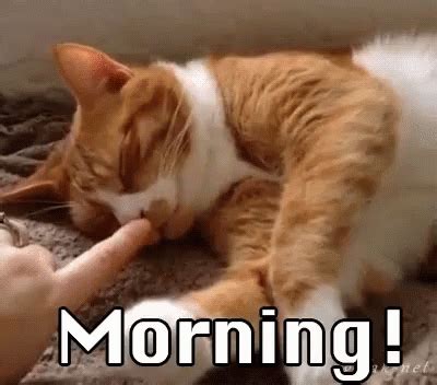 Good Morning GIF Cats Morning Goodmorning Discover Share GIFs