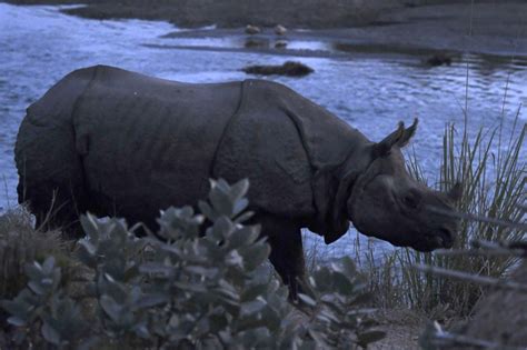 Rhino Population In Nepal Grows In Conservation Boost Inquirer News