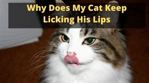 The gums should be firm and pink. Why Does My Cat Keep Licking His Lips - KittyExpert.com