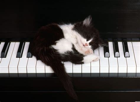 Kitty Likes The Piano Cats Pets Cats Crazy Cats