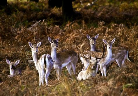 A Herd Of Fallow Deer Taken On The Bushes Of Nature Reserve Richmond