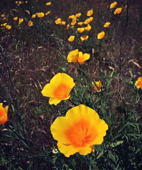 Foraging For Wild Poppies California Poppies