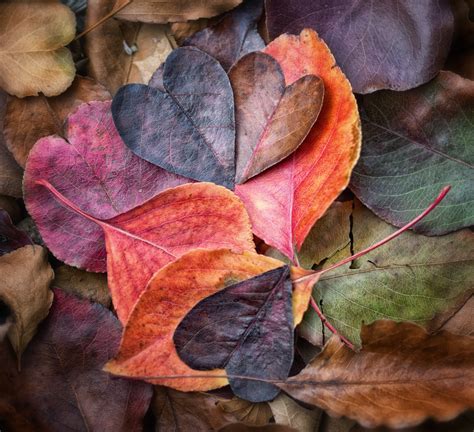 Сердце Из Осенних Листьев Фото Telegraph