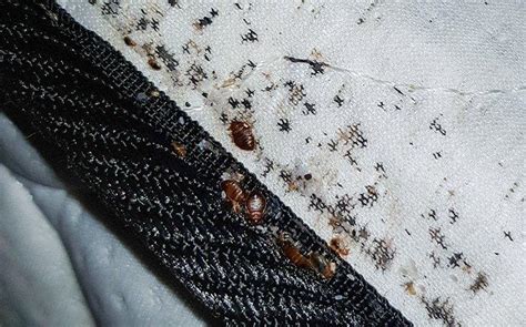 Blog How Do Bed Bugs Get Into Alabama Homes