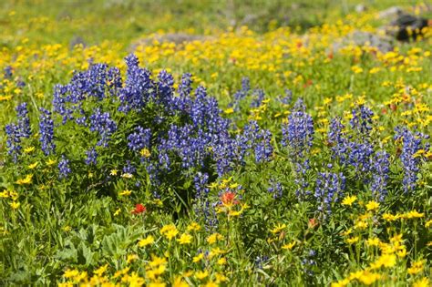 Alpine Wildflowers Stock Photo Image Of Flower Colorful 43187546