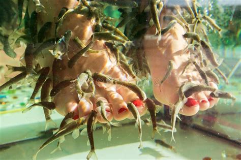 Feet In Fish Spa Aquarium Natural Health Care Garra Rufa Fish Pedicure