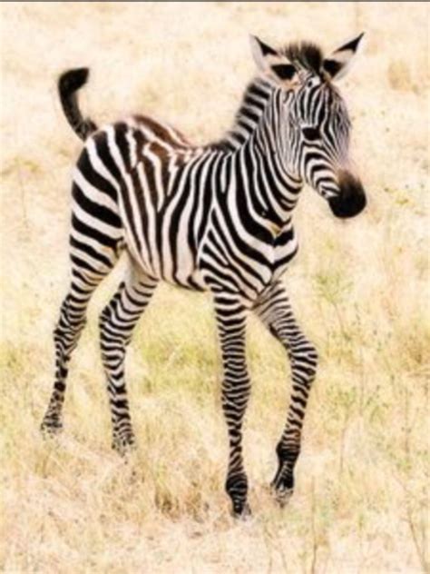 List Of Cute Baby Zebra Ideas
