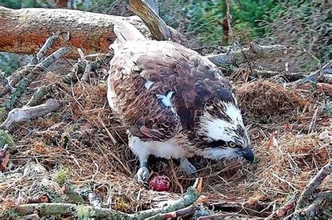 Cracking Easter In Store As First Osprey Egg Of Season Is Laid At Loch