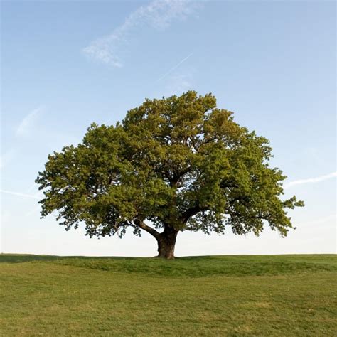 Shade Tree Trees At