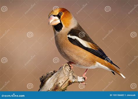 Side View Of Garden Bird Hawfinch Sitting On Branch In Winter With Copy