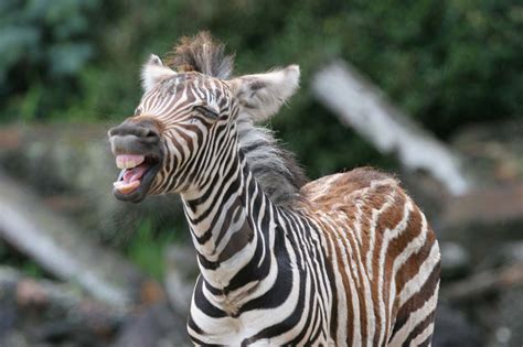 Encyclopaedia Of Babies Of Beautiful Wild Animals The Baby Zebra