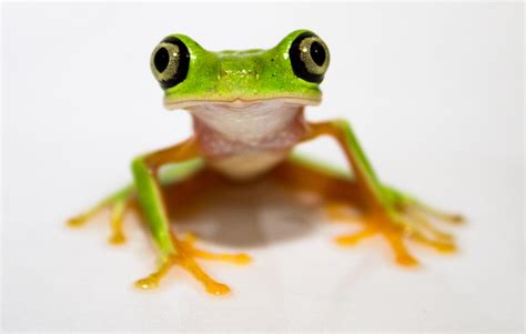 Why Frogs Make Good Pets Petful