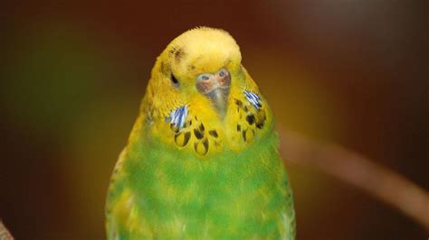 Parakeet Budgie Parrot Bird Tropical 3 Wallpapers Hd Desktop And