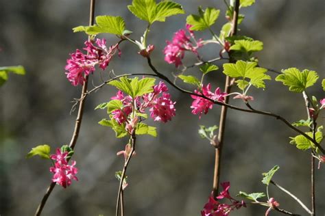 Ribes Sanguineum Red Flowering Currant 10000 Things Of The Pacific