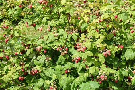 How To Plant Raspberry Bushes