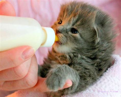 10 Adımda Yavru Kedi Nasıl Kurtarılır • Kedimag