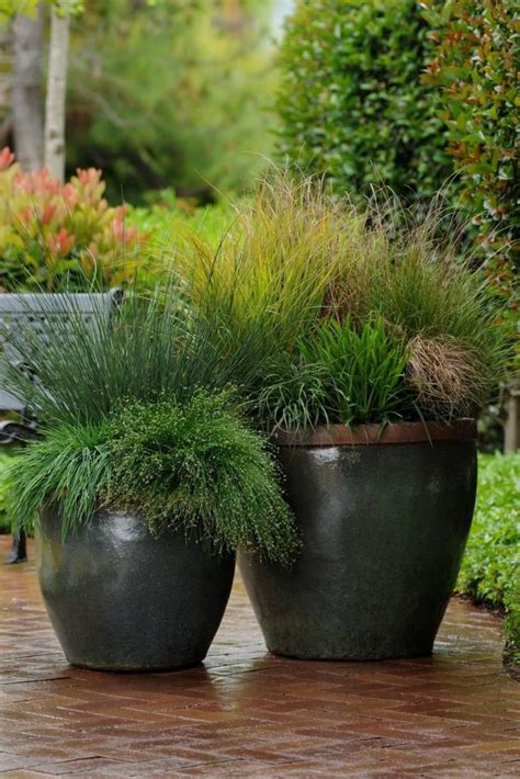 40 Best Ornamental Grasses For Containers 12 Ornamental Grass