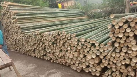Jual Bambu Steger Proyek Konstruksi Dan Taman 874086157