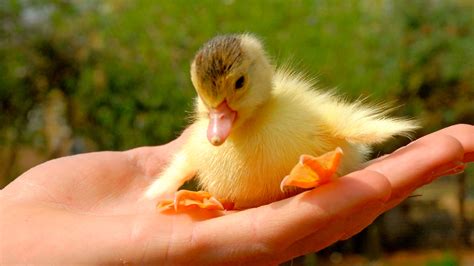 Cutest Duckling A Funny Ducks Videos Compilation 2017