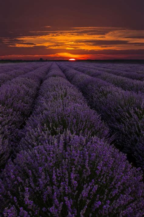 Lavender Field Sunset Imgur Lavender Fields Landscape Sunset
