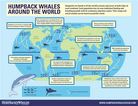 Pin By Laura Murphy On Wildlife Humpback Whale Whale Migration