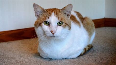 Adopt Sam Rescued Orange And White Tabby Lap Cat Youtube