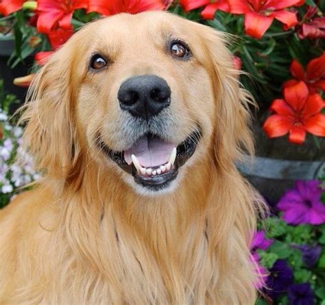 Pin By Cara On Puppy Love Golden Retriever Beautiful Dogs Doggy